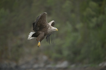 Hunting Sea Eagle
