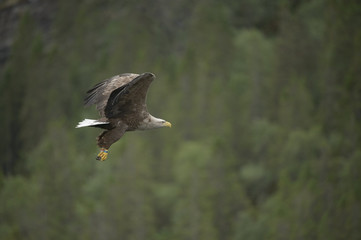 Eagle in Flight.