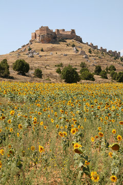 castillo medieval de gormaz burgo de osma soria castilla 4298-f14