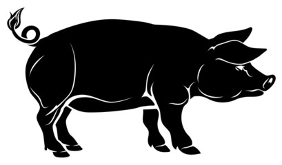 Pig illustration