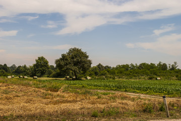 Obraz premium Field With Hayclench