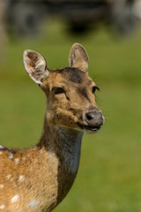 Biche Axis
