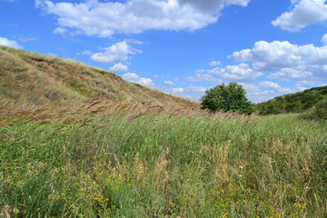 Степь летом