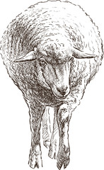 Obraz premium sheep