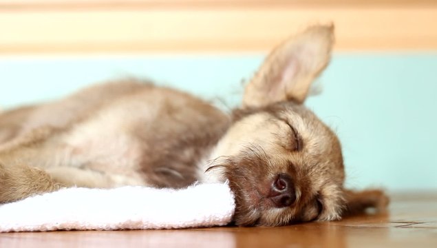 cute mongrel sleeping lying on his side on the floor, close-up