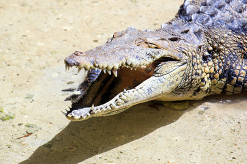 Closeup of scary ..Closeup of scary Spectacled Caiman
