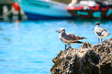 Seagulls portrait