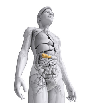 Male pancreas anatomy