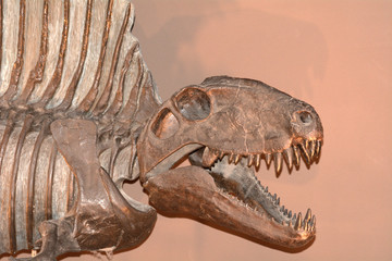 Fototapeta premium Dimetrodon, Tokyo, Japan