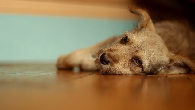 cute mongrel wiggles his ears lying on the floor