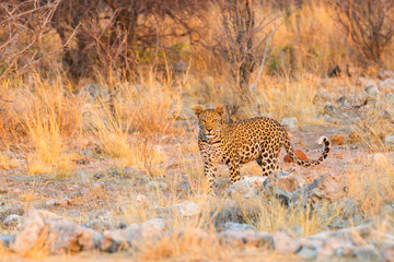 Leopard in Etosha NP