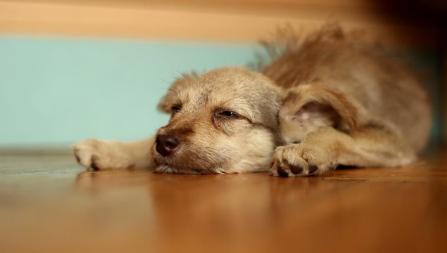 slumbering sad dog lying on a wooden floor