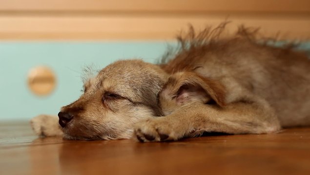 sad dog lying on a wooden floor