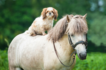 Maltese dog riding grey pony
