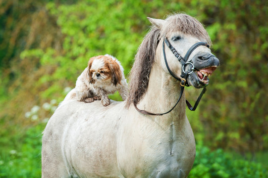 Maltese dog sitting on the back of grey smiling pony