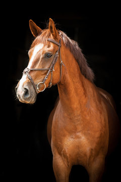 Portrait of red horse on black background
