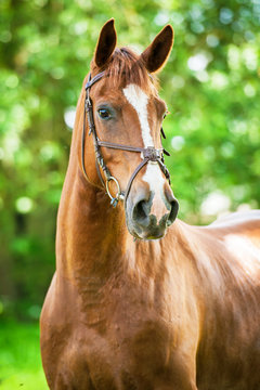Portrait of red horse in summer