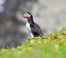 Atlantic Puffin (Fratercula arctica) on cliff top
