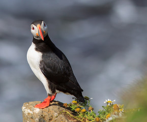 Atlantic Puffin (Fratercula arctica) on cliff top