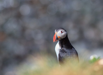 Atlantic Puffin (Fratercula arctica) on cliff top