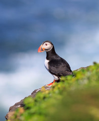 Atlantic Puffin (Fratercula arctica) on cliff top