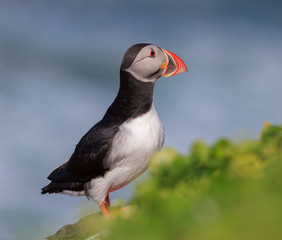 Atlantic Puffin (Fratercula arctica) on cliff top