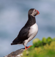 Atlantic Puffin (Fratercula arctica) on cliff top