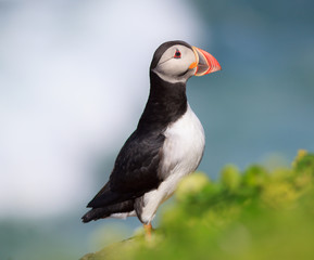 Atlantic Puffin (Fratercula arctica) on cliff top