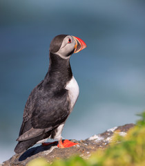 Atlantic Puffin (Fratercula arctica) on cliff top