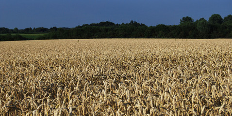 Champ de blé