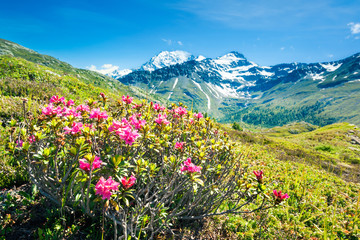 Plakaty  Panorama alps with flowers and high mountains