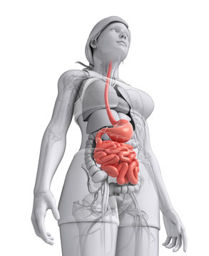 Female large intestine anatomy
