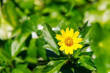 Small yellow spring flowers background, close-up