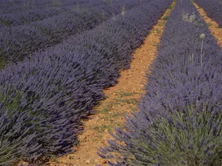 Foto auf Acrylglas Lavendel lavande  © Fred