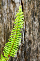 Green fern