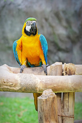 Beautiful Macaw On The Branch