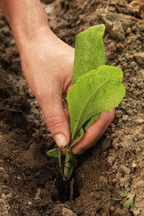 Planting a rucola seedling