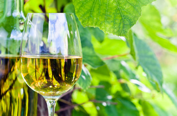 white wine in vineyard