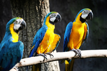 Beautiful Macaw On The Branch