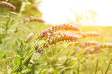 Beautiful wild flowers, outdoors