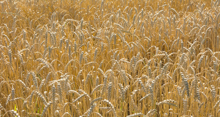 Zboże © Zbyszek Nowak