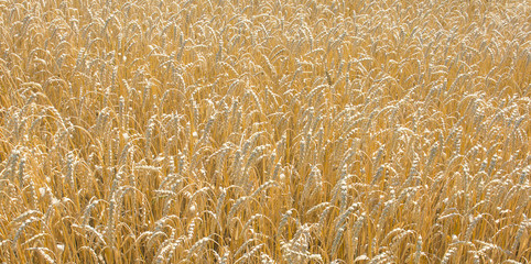 Zboże © Zbyszek Nowak