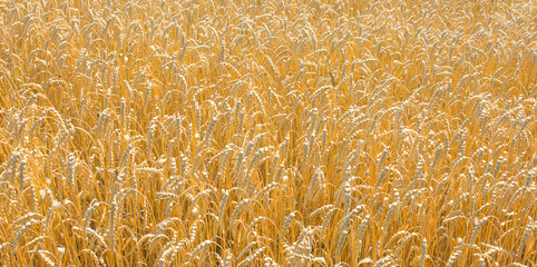 Zboże © Zbyszek Nowak