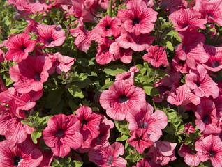 Kwiatowe tło © Zbyszek Nowak