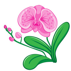 Illustration of orchids flower vecter