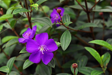 Quaresmeira, árvore da Mata Atlântica