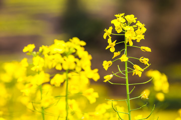 Rape flowers in Wuyuan, China