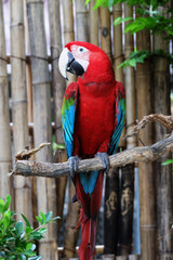 Beautiful Macaw On The Branch