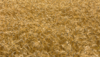 Zboże © Zbyszek Nowak