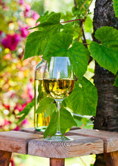 white wine in vineyard
